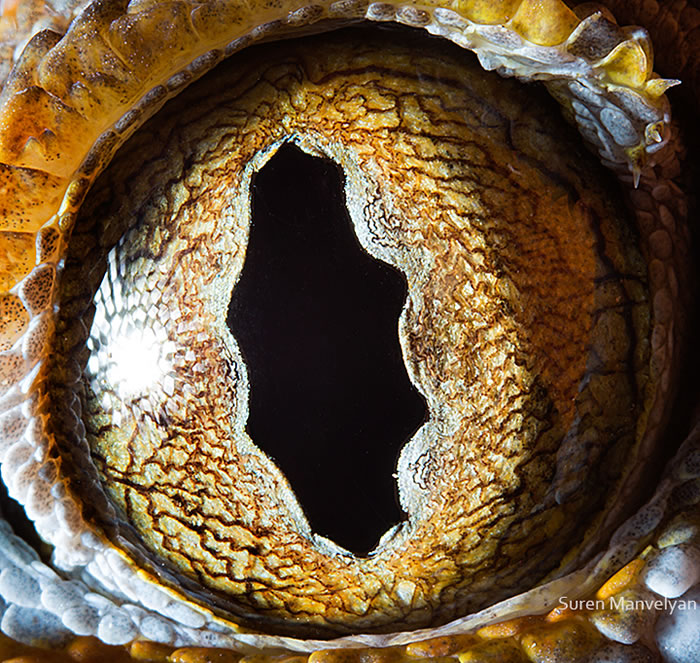 Closeup Photos Of Animal Eyes by Suren Manvelyan