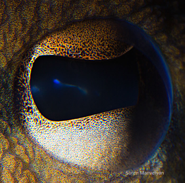 Closeup Photos Of Animal Eyes by Suren Manvelyan