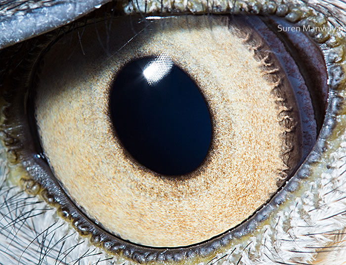 Photographer Suren Manvelyan Reveals The Enigmatic Charm Of Animal Eyes