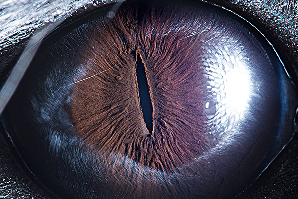 Closeup Photos Of Animal Eyes by Suren Manvelyan