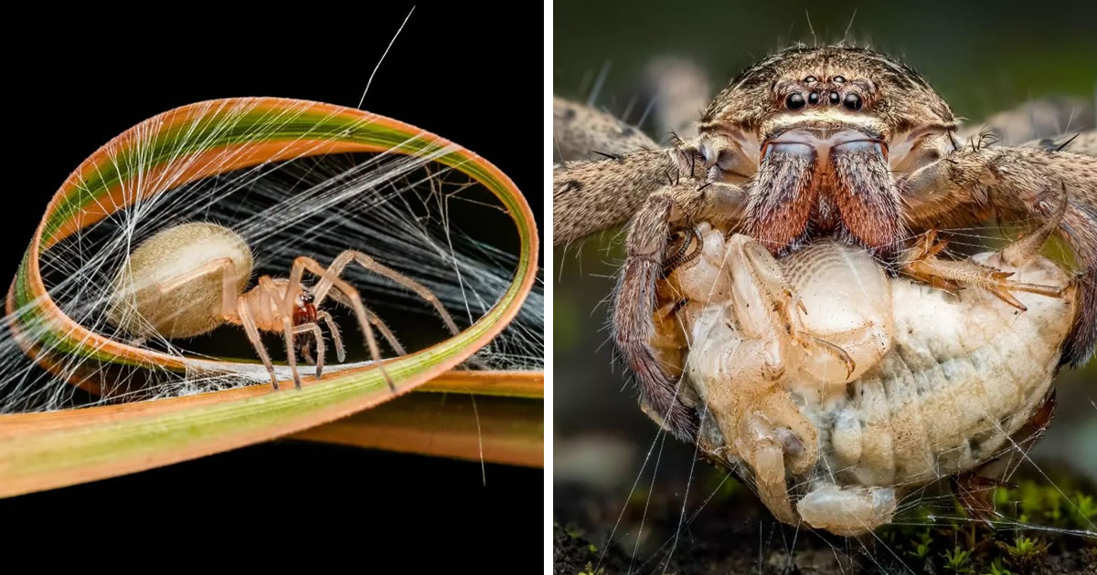 Award-Winning Photographer David Joseph Captures Stunning Macro Photos Of Spiders & Insects