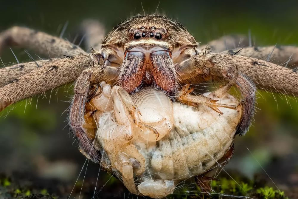 Macro Photos Of Spiders & Insects by David Joseph