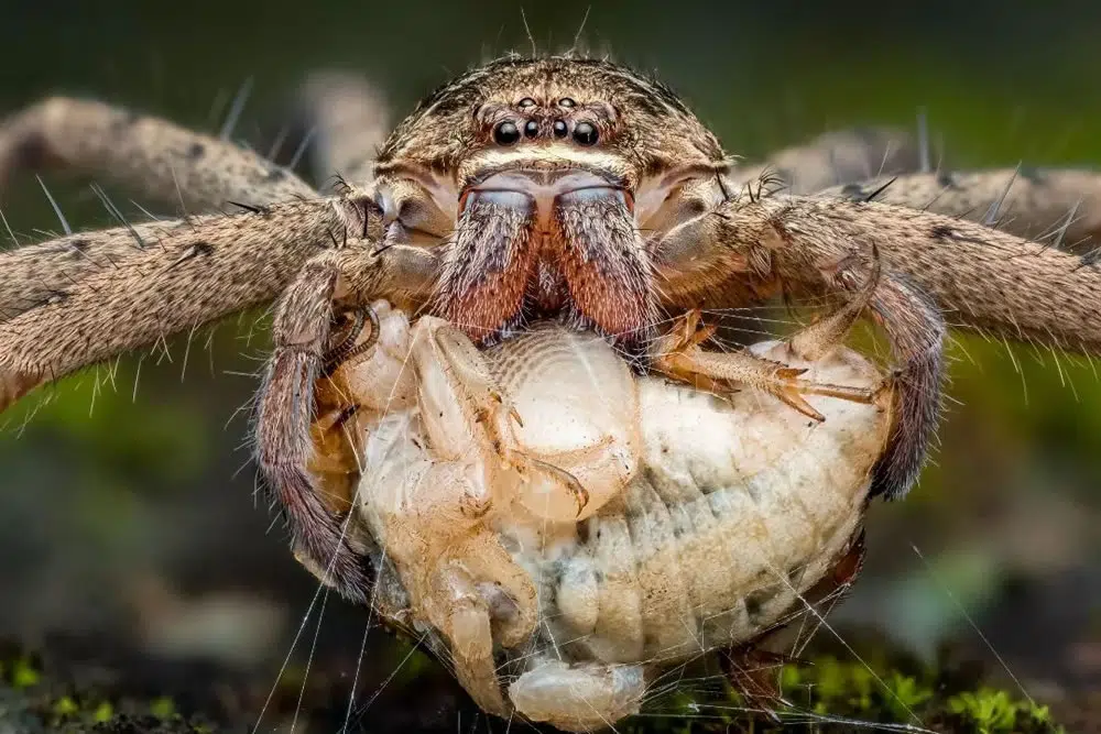 Award-Winning Photographer David Joseph Captures Stunning Macro Photos Of Spiders & Insects