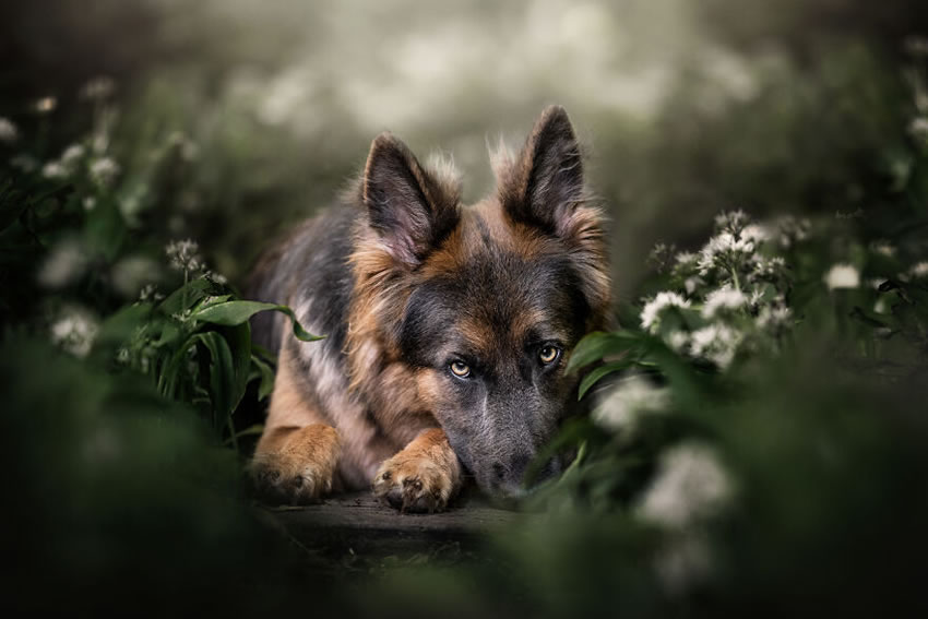 Dog Photography By Fleur Scholte