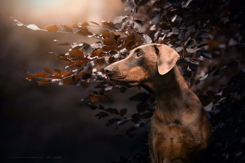 Dog Photography By Fleur Scholte