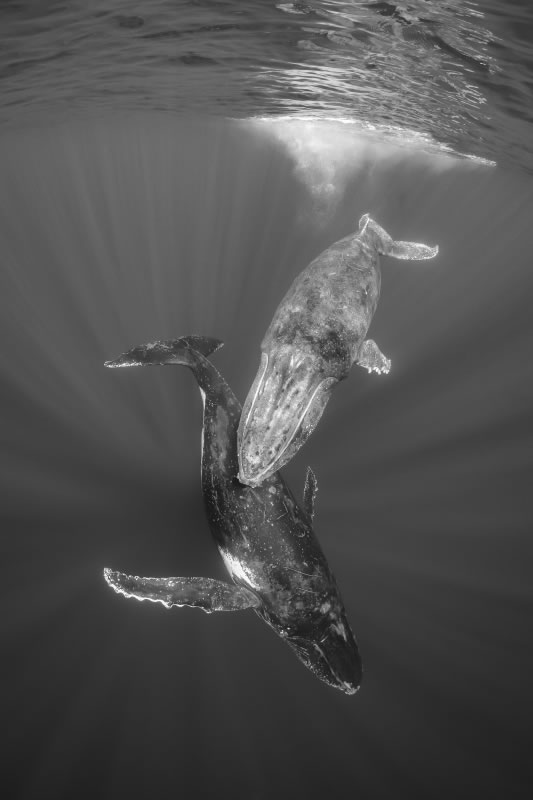 DPG Masters Underwater Imaging Competition 2023 Winners