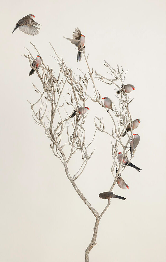 Beautiful Posed Birds Photos By Leila Jeffreys
