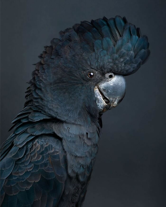 Beautiful Posed Birds Photos By Leila Jeffreys