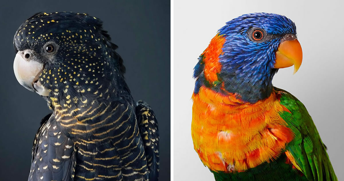 Photographer Leila Jeffreys Captures Elegantly Posed Birds In Her Photo Series