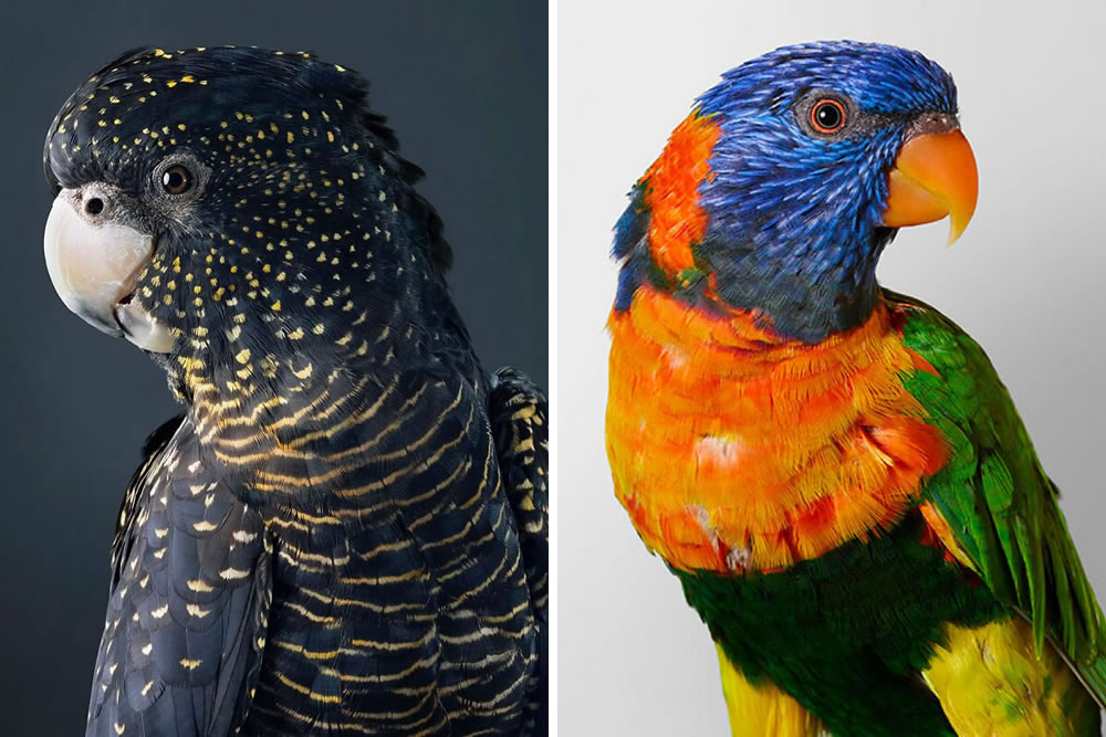 Beautiful Posed Birds Photos By Leila Jeffreys
