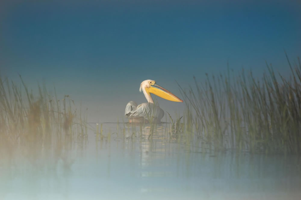 Nature Winners Of European Photography Awards 2023
