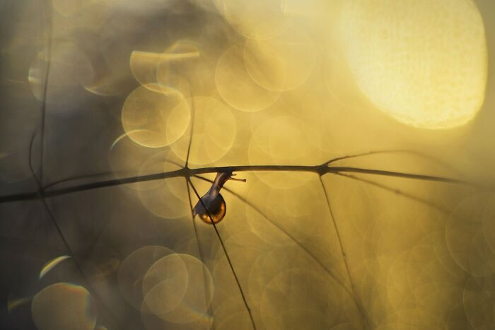 Macro Photos During The Golden Hour by Katarzyna Zaluzna