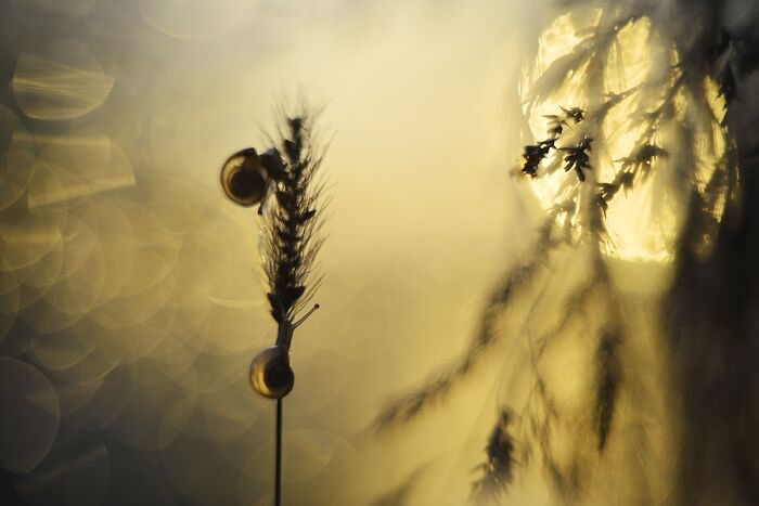 Macro Photos During The Golden Hour by Katarzyna Zaluzna
