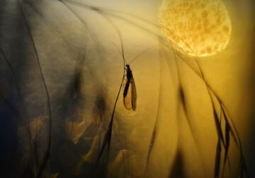 Macro Photos During The Golden Hour by Katarzyna Zaluzna