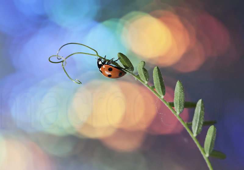 Beautiful Macro Photos Of Ladybugs by Tomasz SkoczenTomasz Skoczen