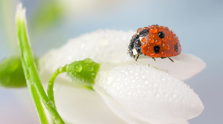Beautiful Macro Photos Of Ladybugs by Tomasz SkoczenTomasz Skoczen