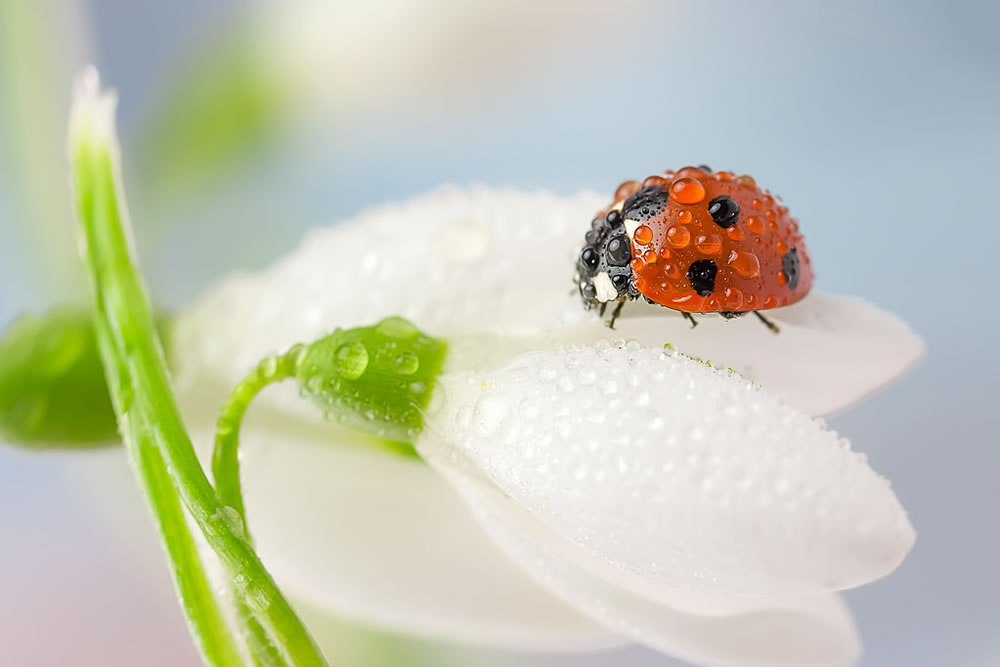 Photographer Tomasz Skoczen Captures Beautiful Macro Photos Of Ladybugs