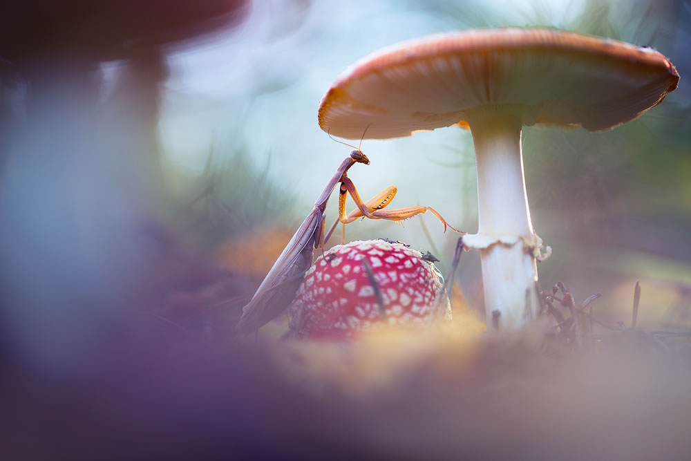 Magical Macro Photography by Georgi Georgiev