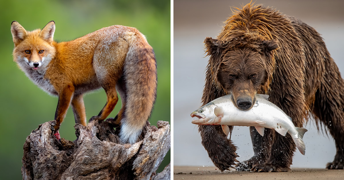 15 Incredible Wildlife Winning Photos From The NBP International Awards 2023