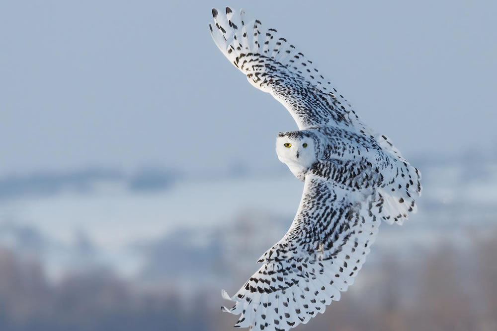 A Symphony Of Nature: Canada’s Captivating Wildlife Through Missy Mandel’s Lens