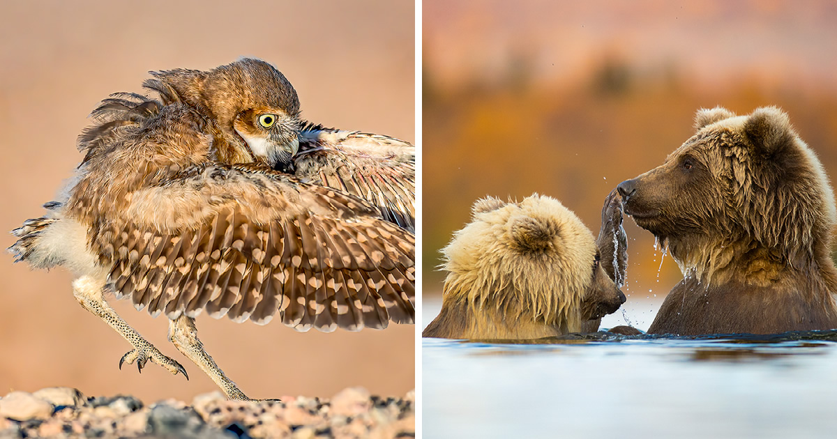 20 Beautiful Birds & Animals Winning Photos From The NBP International Awards 2023