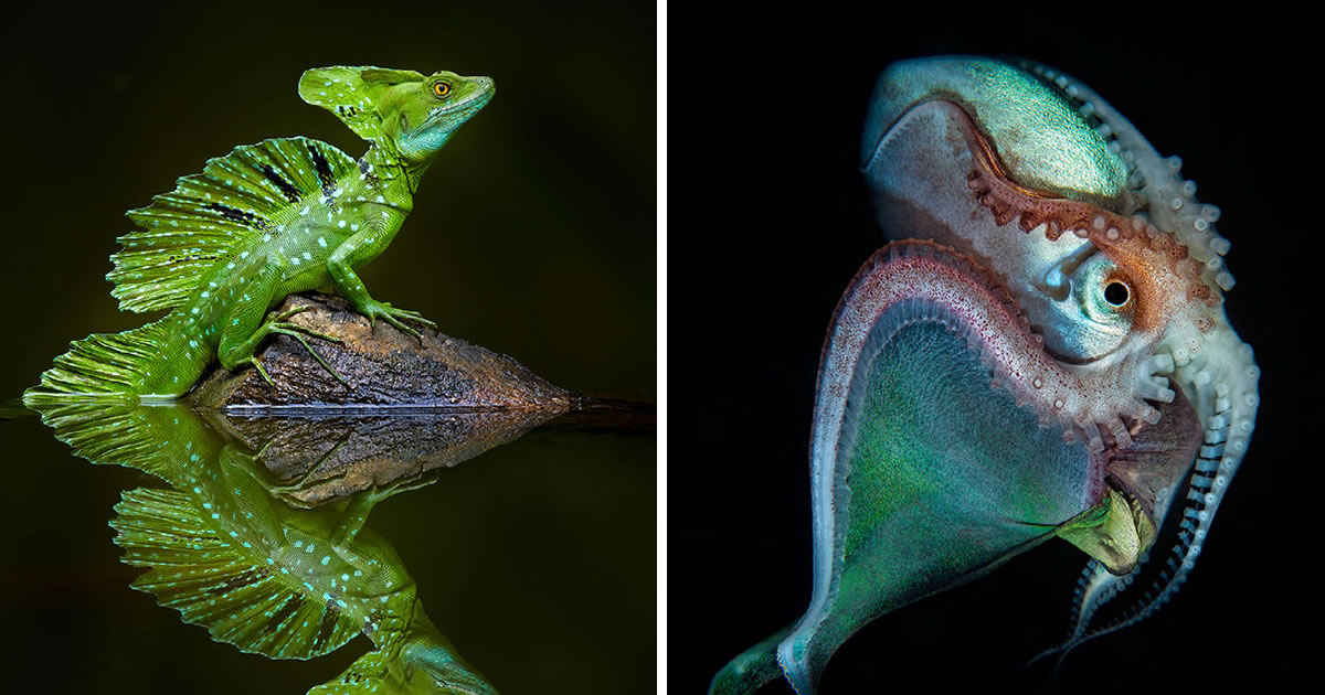 24 Amazing Ocean & Nature Winning Photos From The NBP International Awards 2023