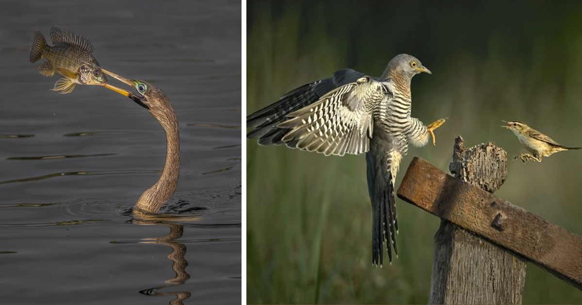 30 Commendable Winning Photos Of The 2023 SINWP Bird Photographer Of The Year