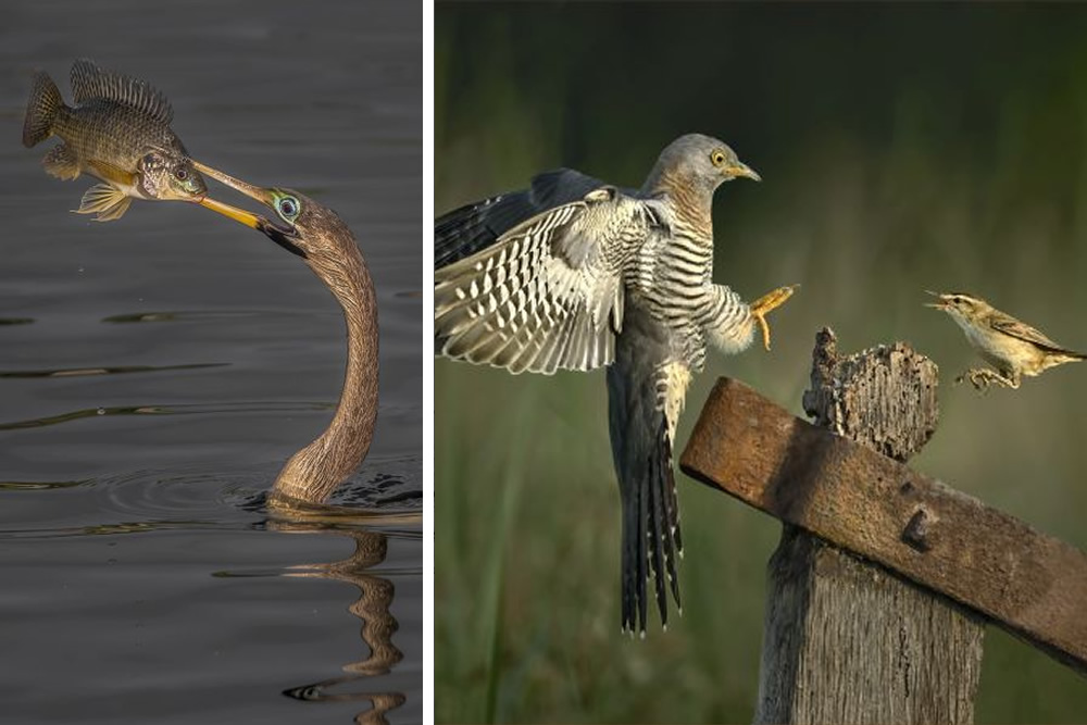 SINWP Bird Photographer Of The Year Photos