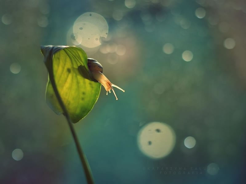 Snail Photography by Katarzyna Zaluzna