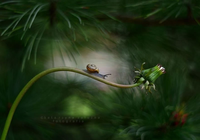 Snail Photography by Katarzyna Zaluzna
