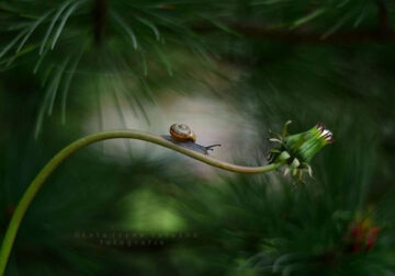 Snail Photography by Katarzyna Zaluzna