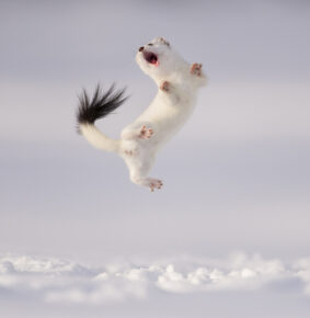 15 Incredible Natural World & Wildlife Winning Photos From The Sony World Photography Awards