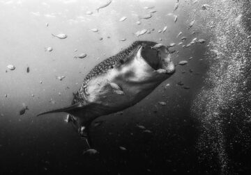 Beautiful Black And White Photographs Of Under The Sea By Anuar Patjane Floriuk