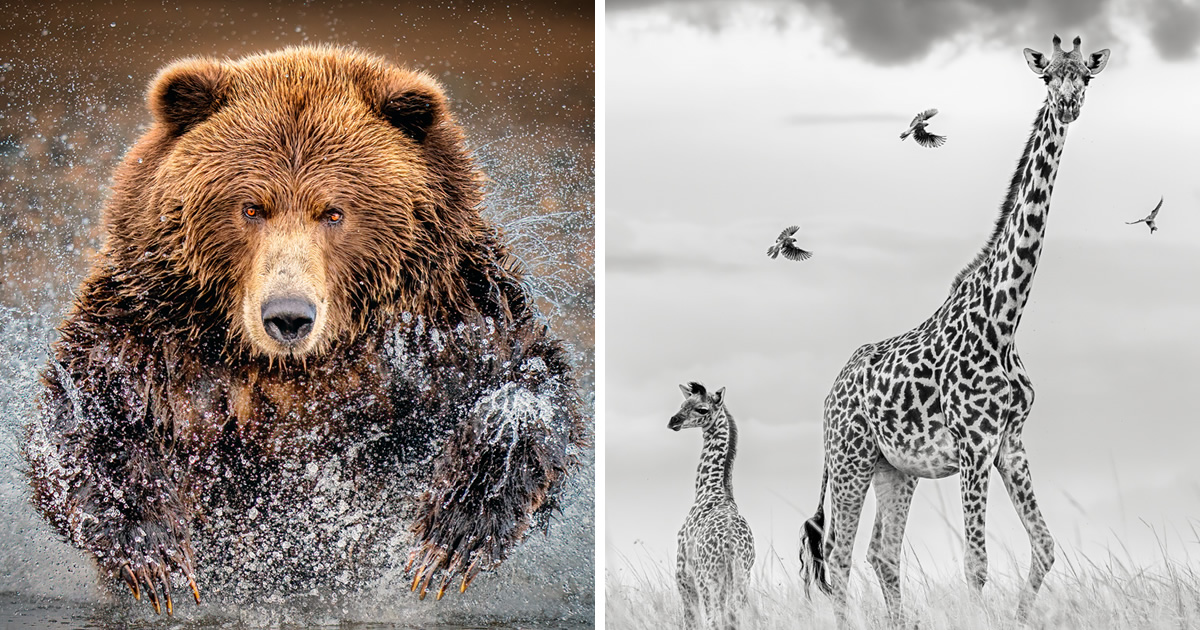 20 Inspiring Amateur Wildlife-Winning Photos From The Fine Art Photography Awards