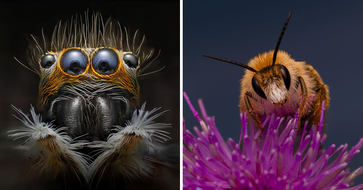 20 Magnificent Macro-Winning Photos From The International Photography Awards