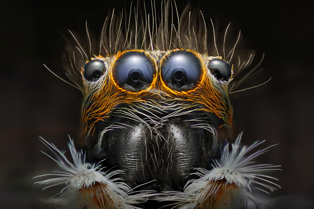 IPA Macro Photography Awards