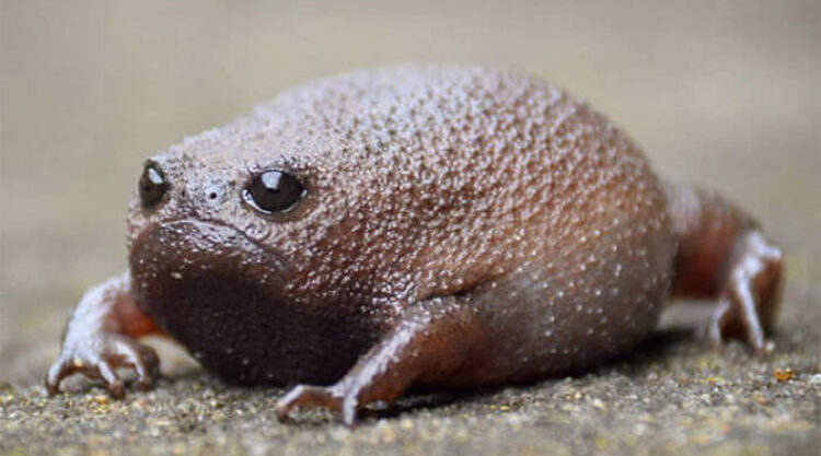 African Rain Frogs That Look Like Angry Avocados