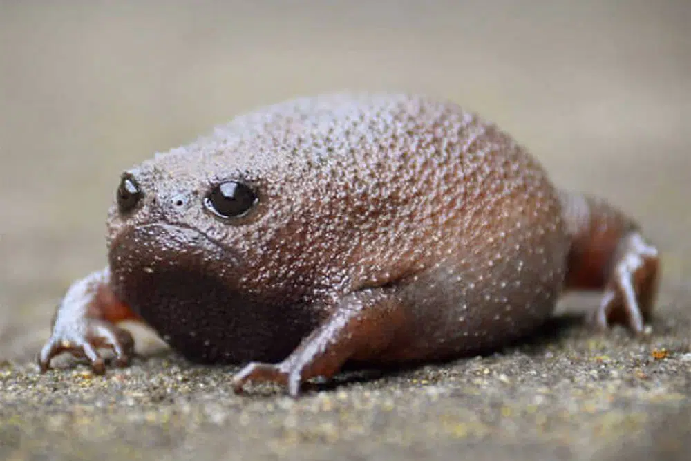 African Rain Frogs That Look Like Angry Avocados