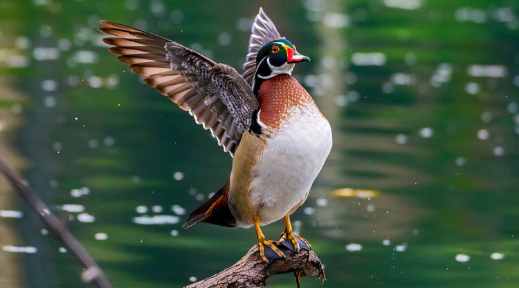 American Wood Duck Photography