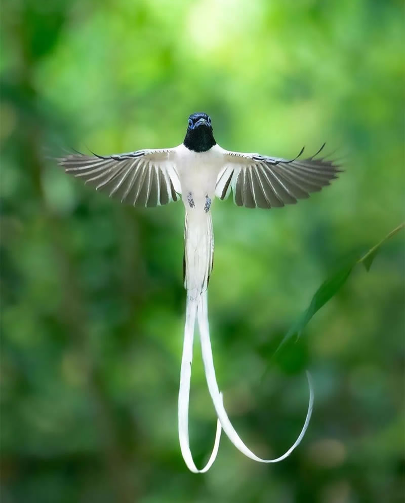 Beautiful Bird Photography