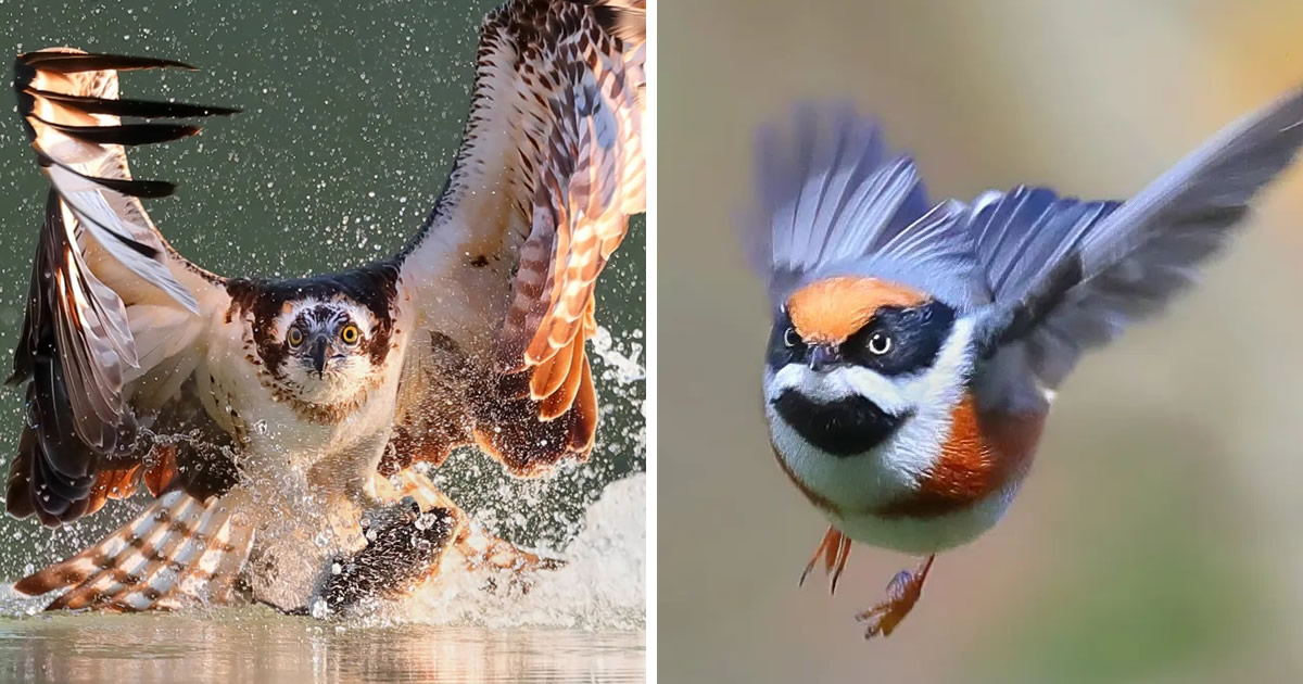 Award-Winning Photographer Chen Chengguang Captures Stunning Bird ...