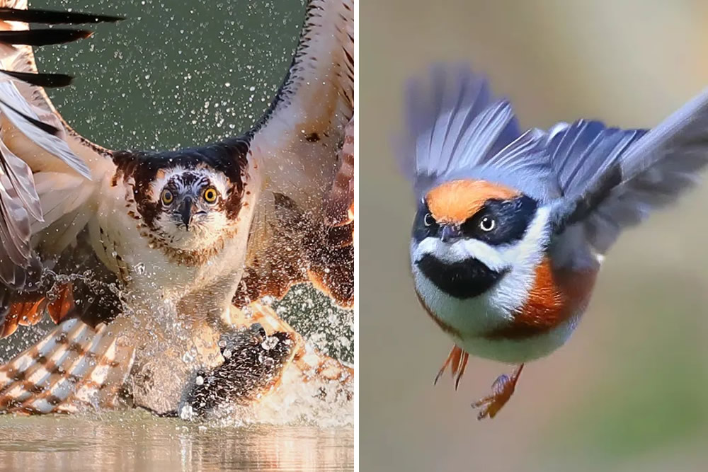 Stunning Bird Photos In Action by Chen Chengguang