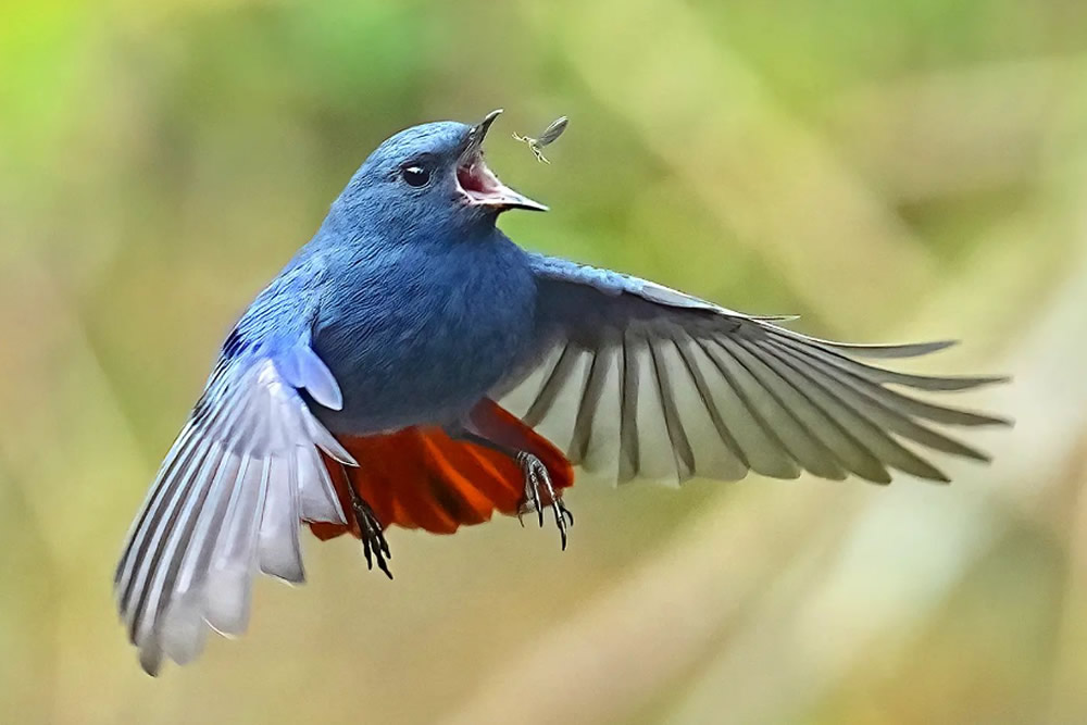Award-Winning Photographer Chen Chengguang Captures Stunning Bird Photos In Action