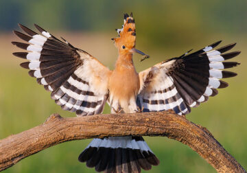 Breathtaking Bird Photography by Patrick Donini