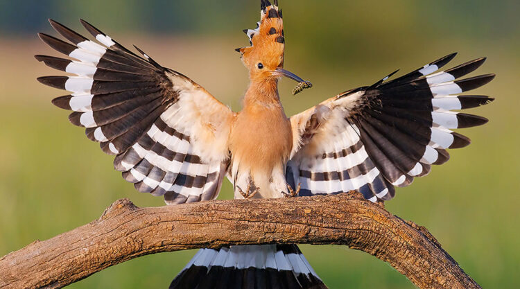 Breathtaking Bird Photography by Patrick Donini