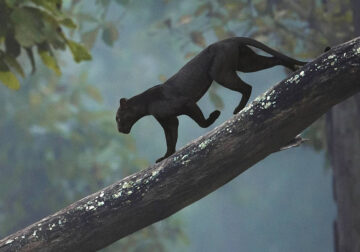 Black Panther Roaming In The Jungles Of India