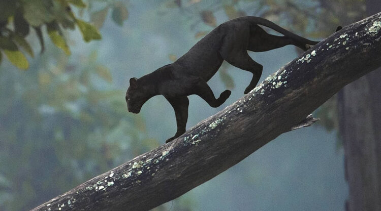 Black Panther Roaming In The Jungles Of India