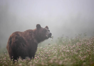 Canadian Photos Of The Year Competition