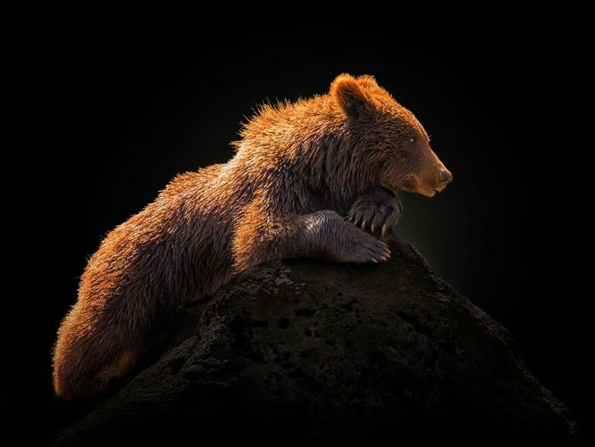 Close-Up Wildlife Animal Portraits by Pedro Jarque Krebs