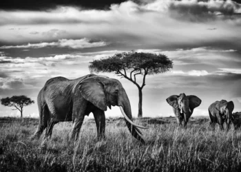 elephants peter